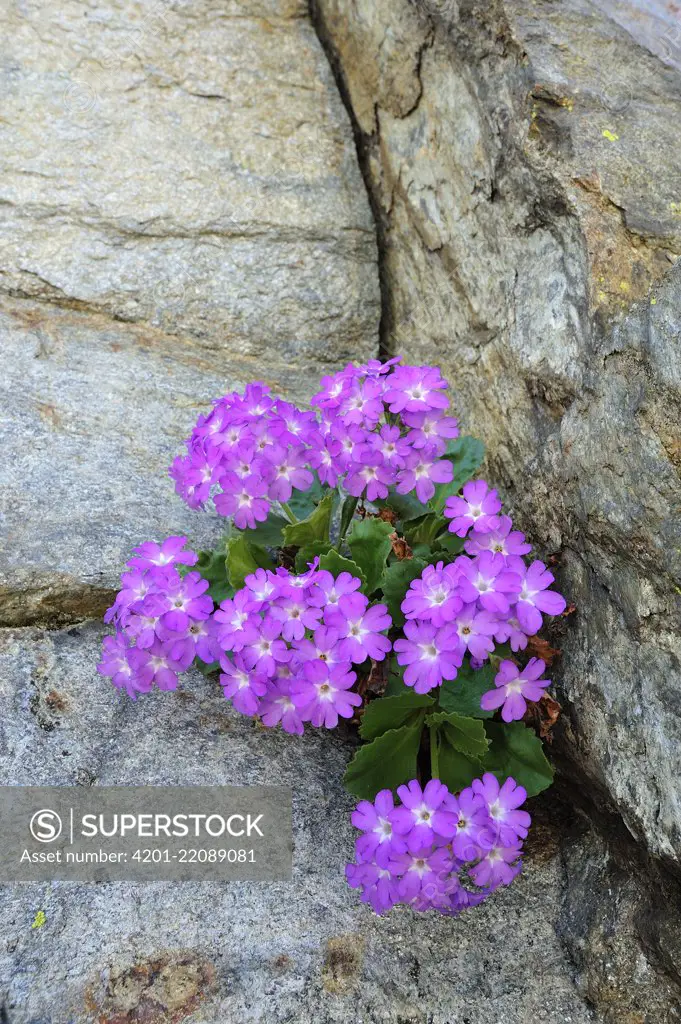 Hairy Primrose (Primula hirsuta), Switzerland