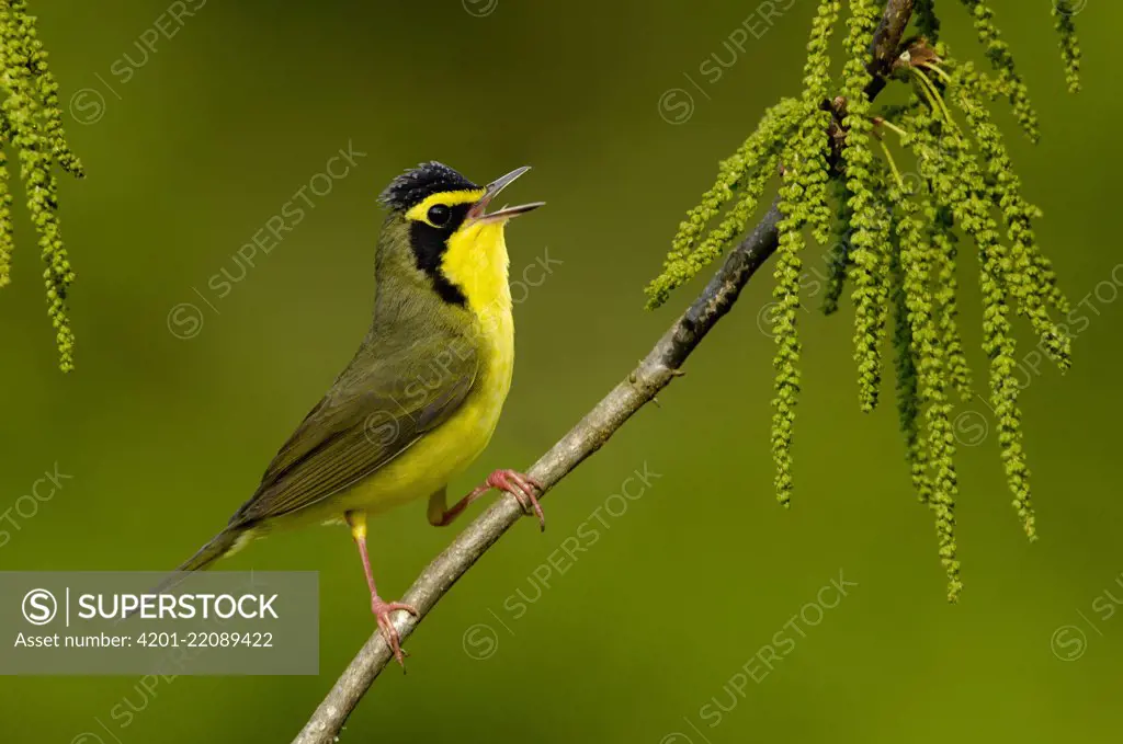 Kentucky Warbler (Geothlypis formosa) male singing, Texas