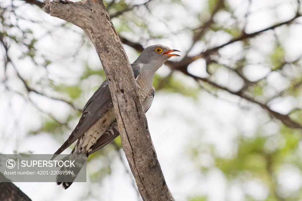 African Cuckoo (Cuculus gularis), Namibia