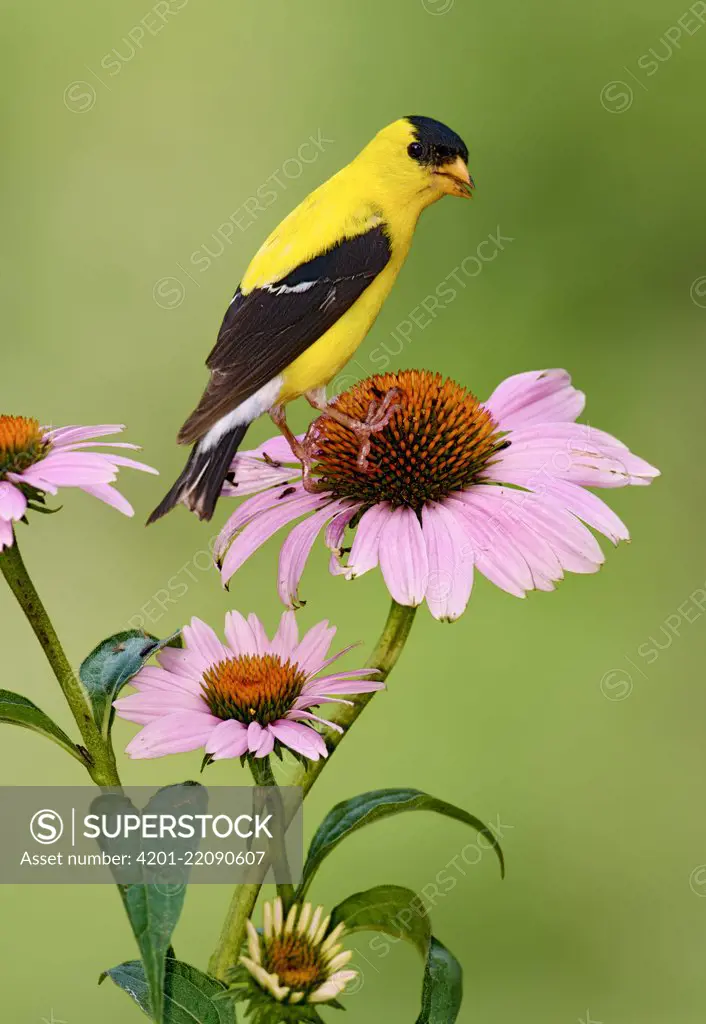 American Goldfinch (Carduelis tristis) male, Kentucky