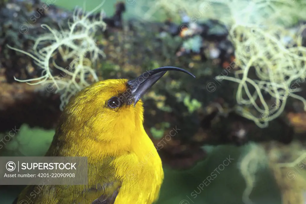 Akiapolaau (Hemignathus wilsoni) male, Hawaii