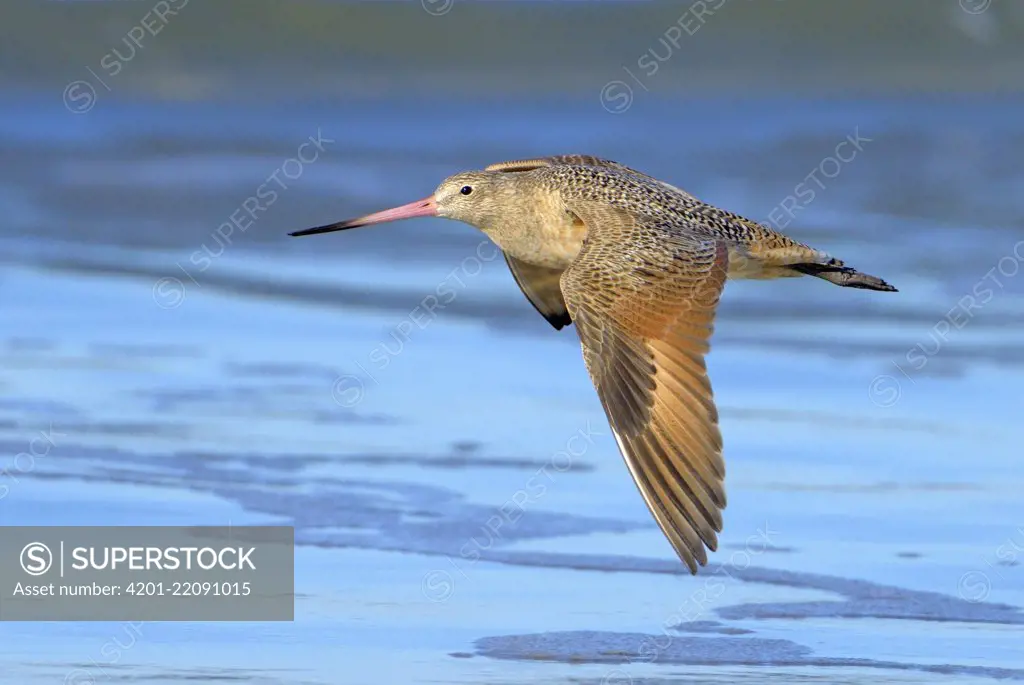 Marbled Godwit (Limosa fedoa) flying, California