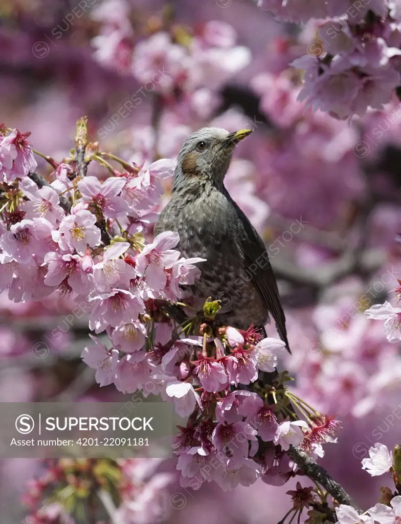 Brown-eared Bulbul (Microscelis amaurotis) in spring, Japan