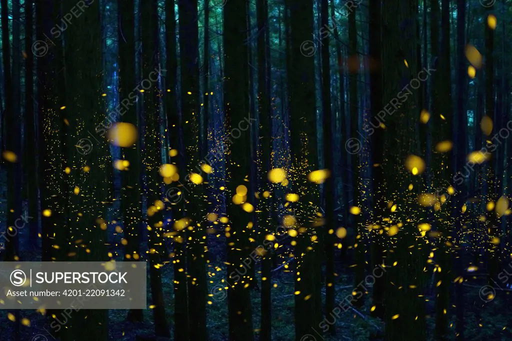 Japanese Firefly (Luciola cruciata) group lighting up at night in forest, Shikoku, Japan