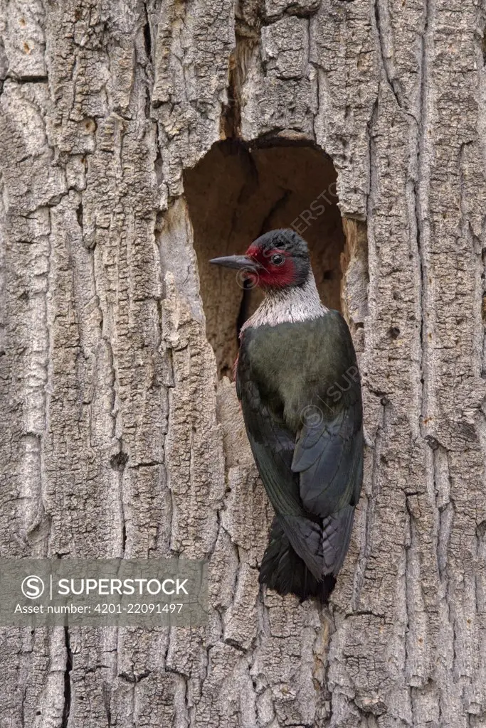 Lewis's Woodpecker (Melanerpes lewis) at nest cavity, British Columbia, Canada