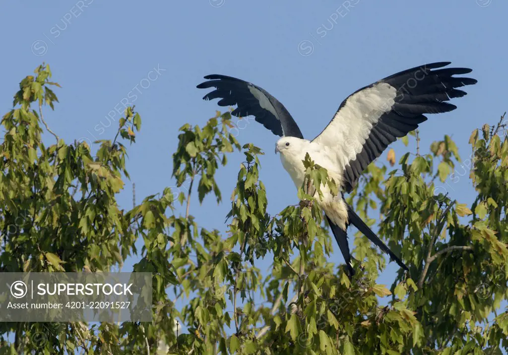 Swallow-tailed Kite (Elanoides forficatus) taking flight, Florida