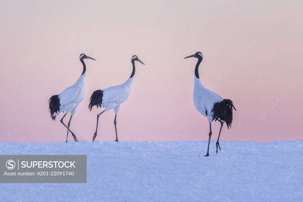 Red-crowned Crane (Grus japonensis) trio in snow, Hokkaido, Japan