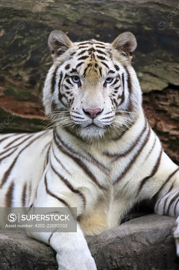 Bengal Tiger (Panthera tigris tigris), white morph, Singapore Zoo, Singapore