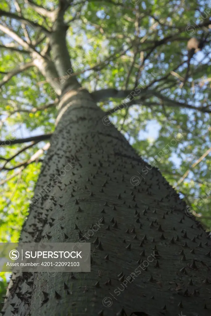 Kapok (Ceiba sp) tree with defensive spines, Ecuador