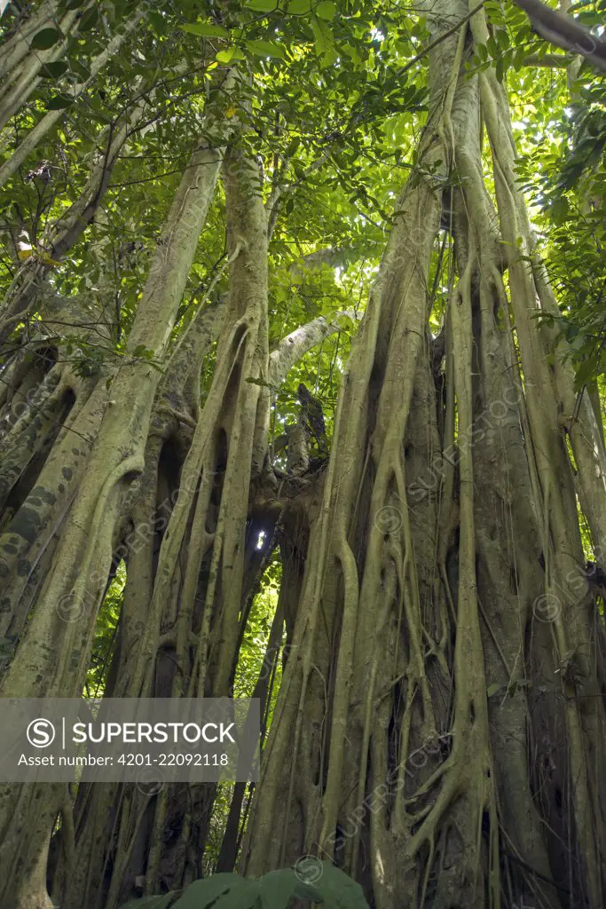 Fig (Ficus sp) trees strangling host trees, Ecuador