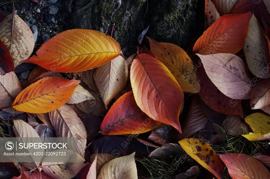 Japanese Persimmon (Diospyros kaki) leaves in fall, Kyoto, Japan