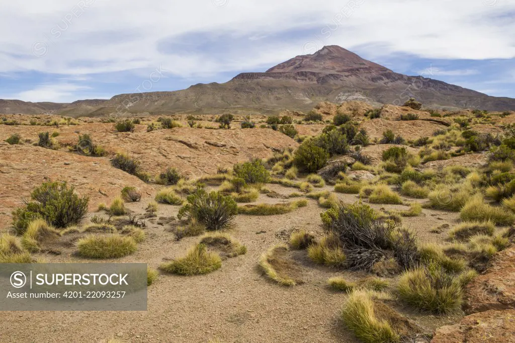 Dry puna, Abra Granada, Andes, northwestern Argentina