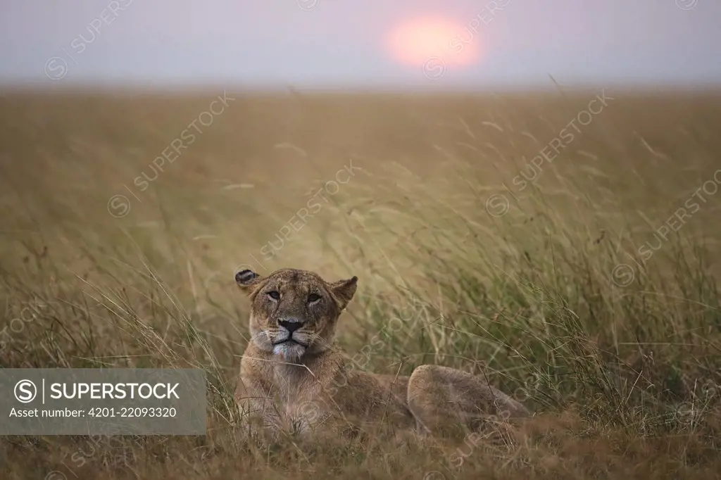 African Lion (Panthera leo) female in savanna, Masai Mara, Kenya