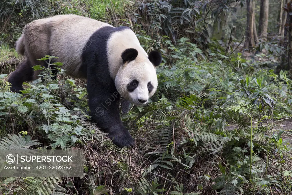 Giant Panda (Ailuropoda melanoleuca), Bifengxia Panda Base, Sichuan, China