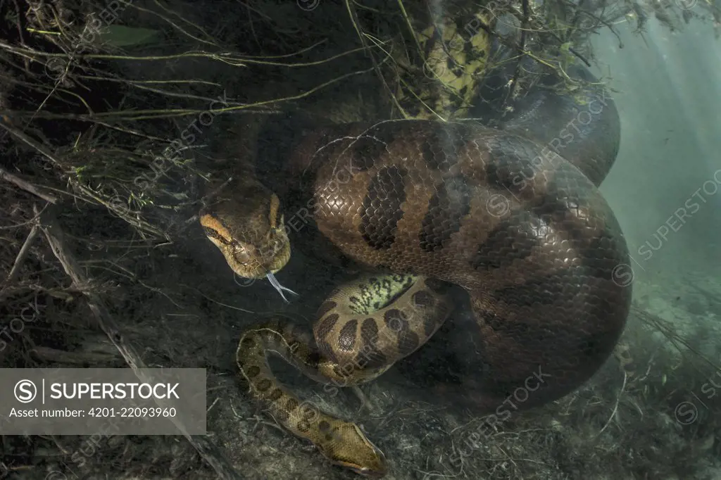 Green Anaconda (Eunectes murinus) female constricting male after copulation, after which she will consume him, Brazil