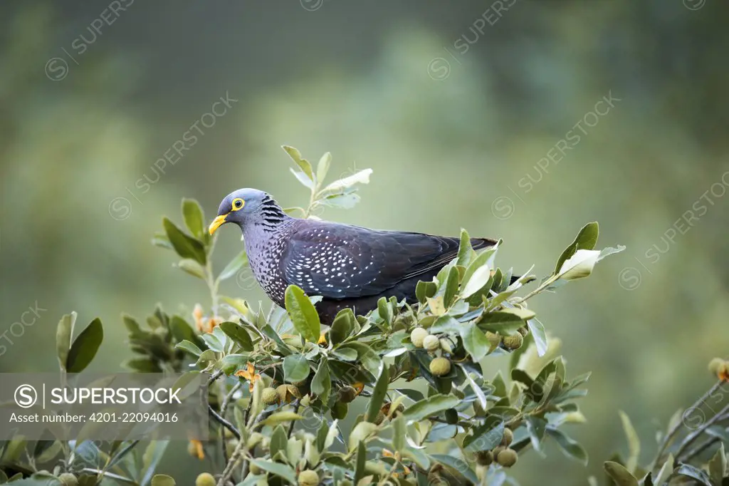 African Olive-Pigeon (Columba arquatrix), Montagu Pass, Western Cape, South Africa