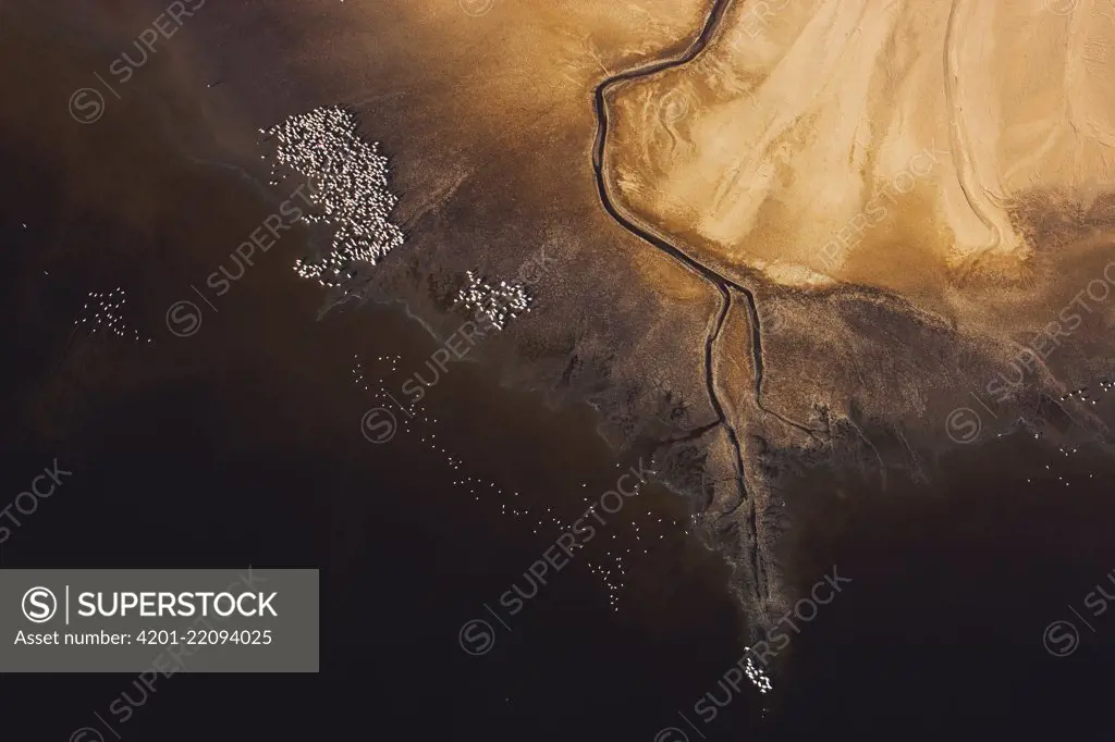 Great White Pelican (Pelecanus onocrotalus) flock on lake shore, Lake Magadi, Kenya