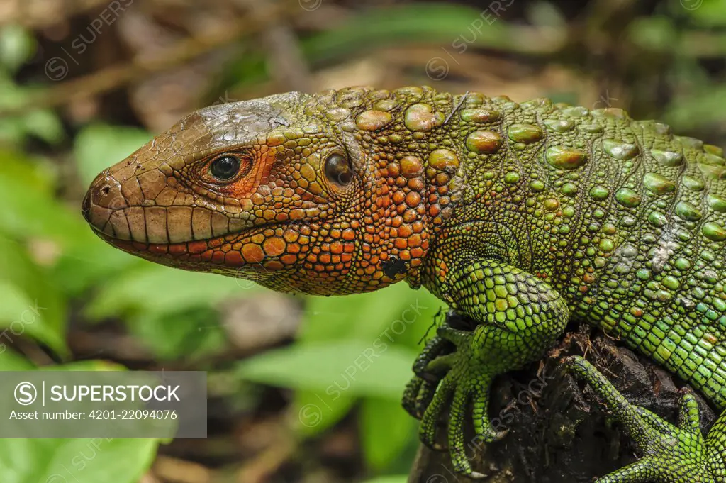 Guyana Caiman Lizard (Dracaena guianensis), Leticia, Colombia