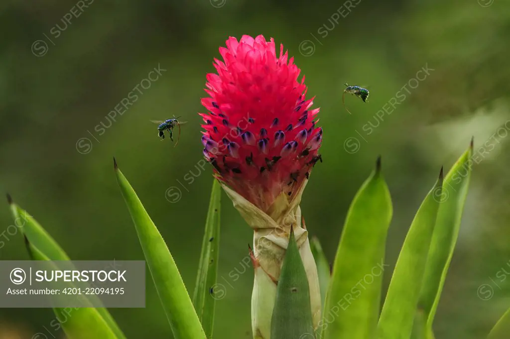 Orchid Bee (Euglossa sp) pair flying near Bromeliad (Quesnelia testudo) flower, Superagui National Park, Atlantic Forest, Brazil