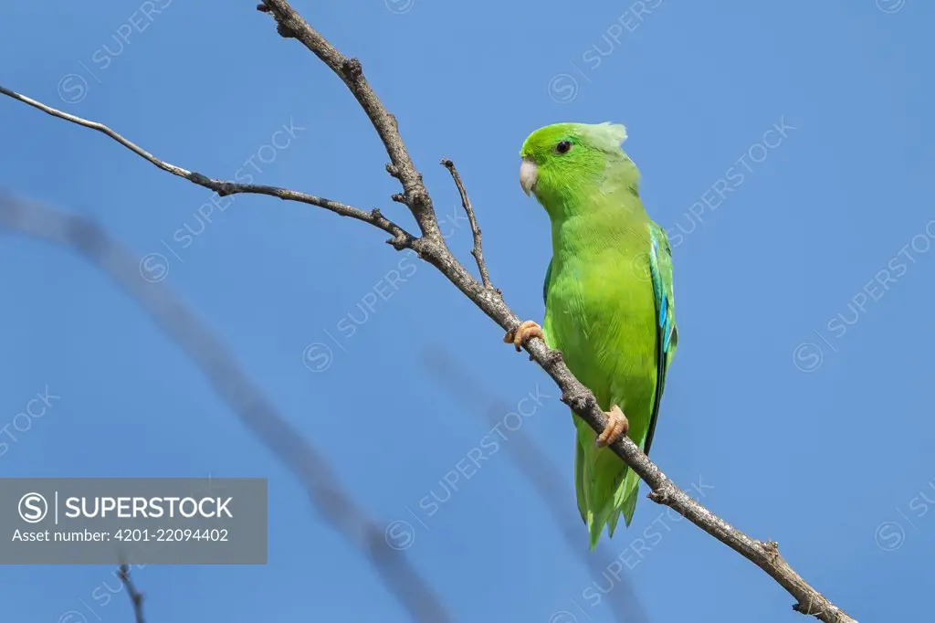 Green-rumped Parrotlet (Forpus passerinus) male, Guajira Peninsula, Colombia