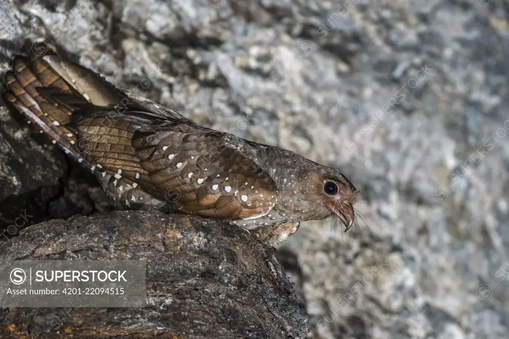 Oilbird (Steatornis caripensis) on nest in cave, Guacharo Cave National Park, Colombia