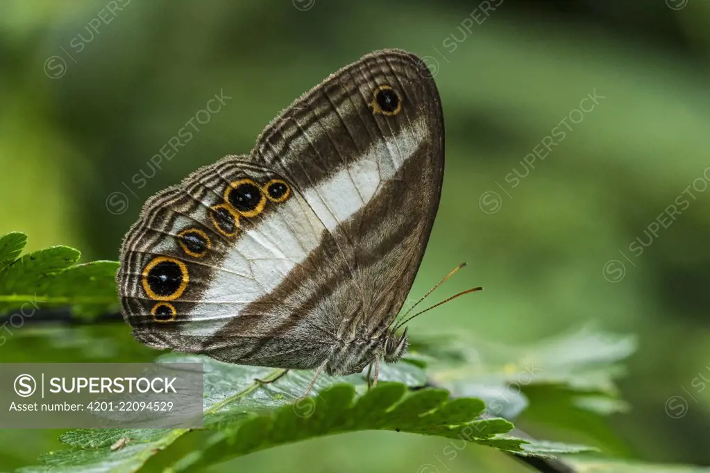 White Satyr (Pareuptychia summandosa) butterfly, Guacharo Cave National Park, Colombia