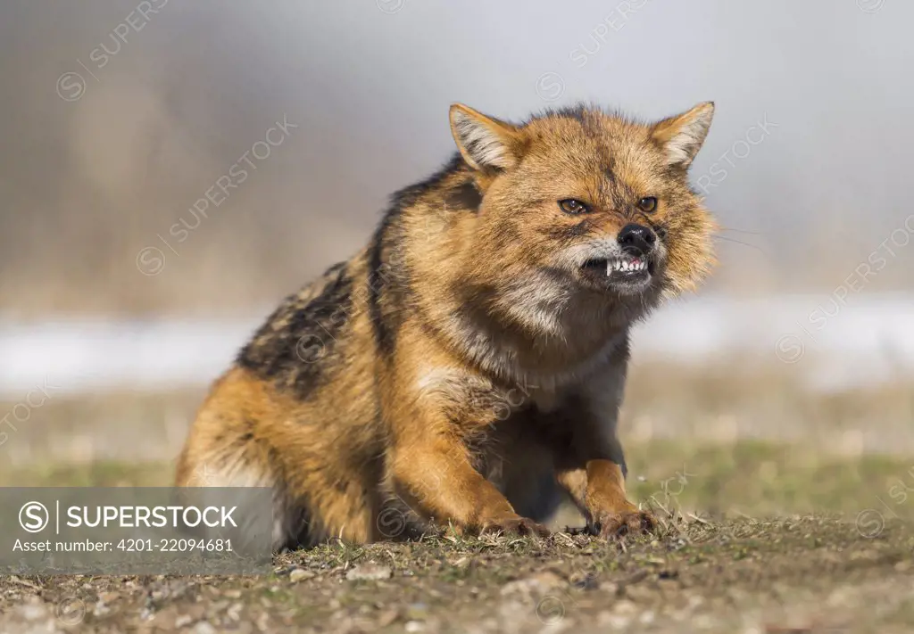 Golden Jackal (Canis aureus) snarling in aggressive posture, Danube Delta, Romania