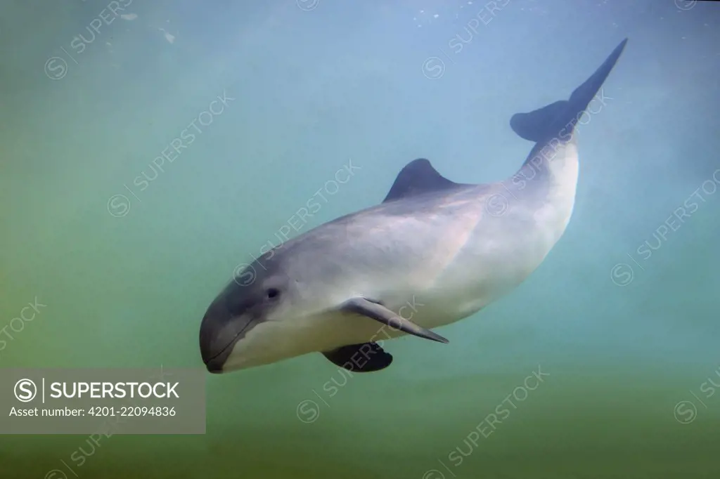 Harbor Porpoise (Phocoena phocoena), Europe