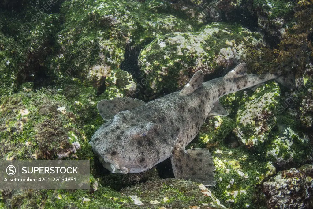 Galapagos Bullhead Shark (Heterodontus quoyi), Punta Moreno, Isabela Island, Galapagos Islands, Ecuador