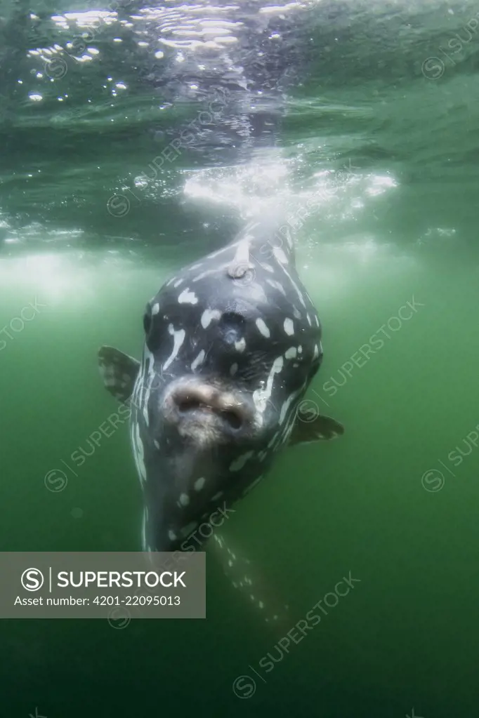 Southern Ocean Sunfish (Mola ramsayi), Punta Vicente Roca, Isabela Island, Galapagos Islands, Ecuador