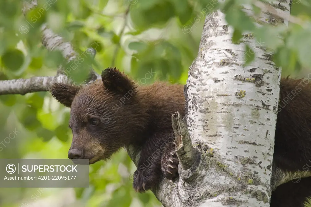 Brown Bear (Ursus arctos) cub in tree, Katmai National Park, Alaska