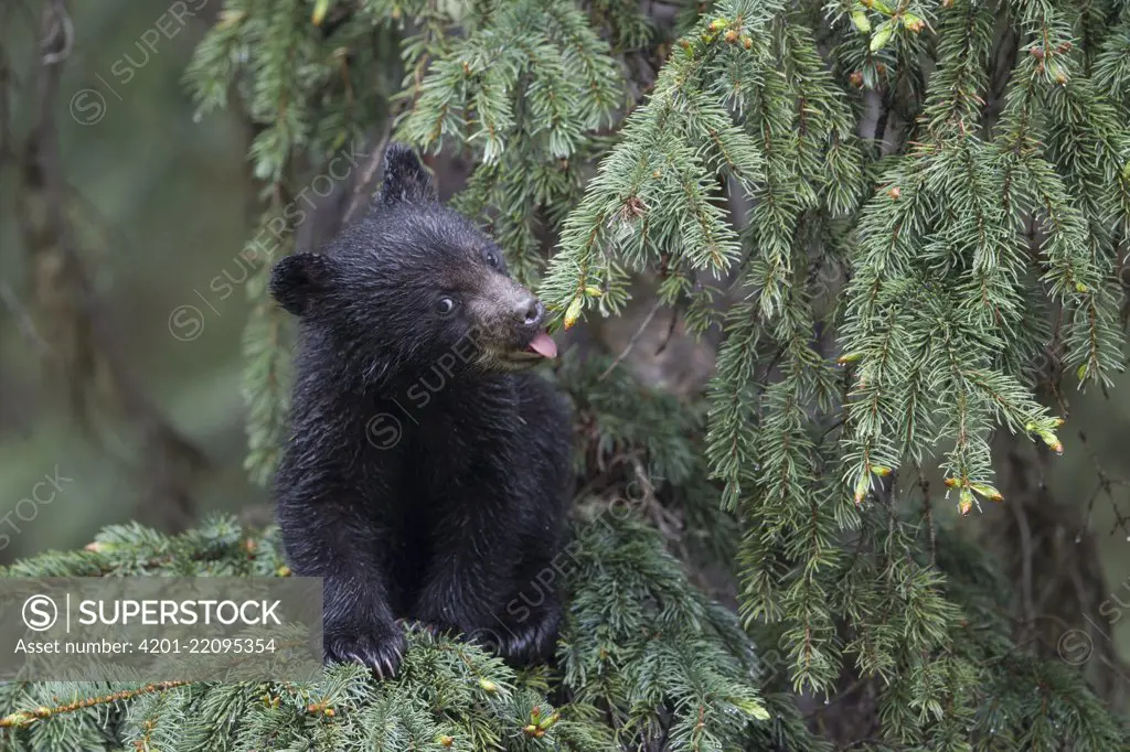 Black Bear (Ursus americanus) cub licking water off of needles in tree, northern Alberta, Canada