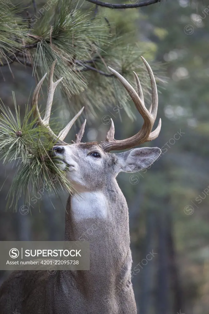 White-tailed Deer (Odocoileus virginianus) buck at scrape on Ponderosa Pine (Pinus ponderosa) tree, western Montana