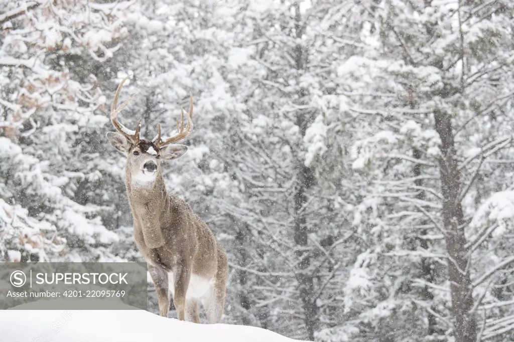 White-tailed Deer (Odocoileus virginianus) buck in winter in forest, western Montana