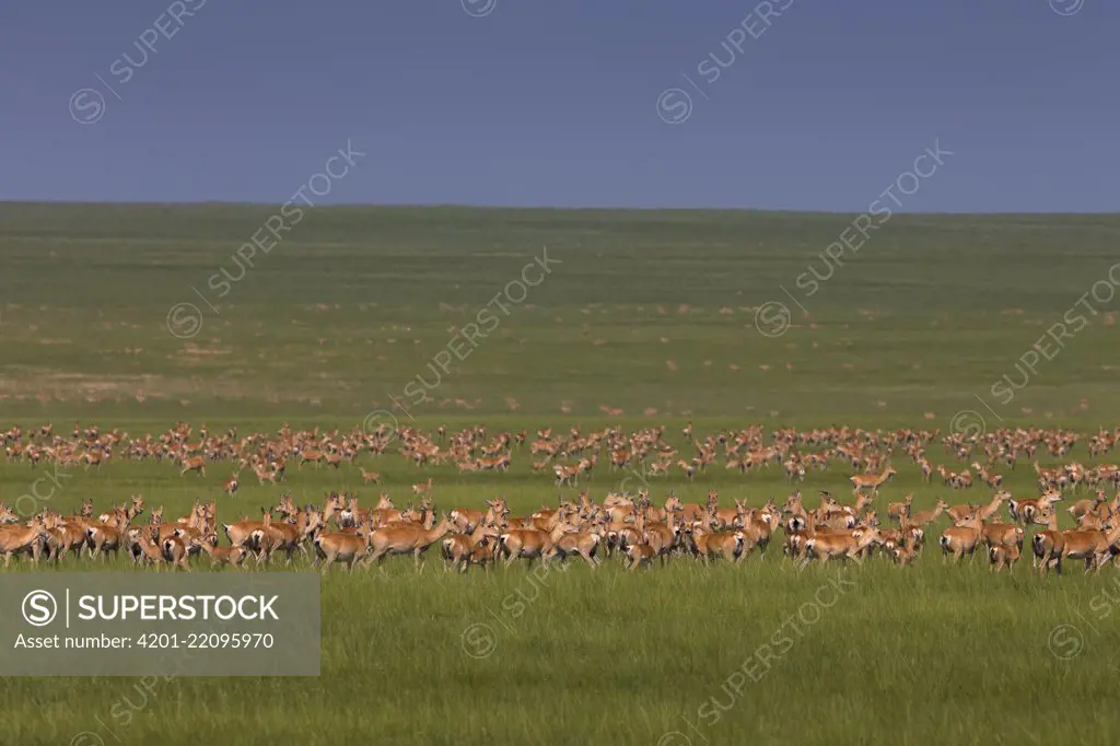 Goitered Gazelle (Gazella subgutturosa) herd in steppe, Mongolia