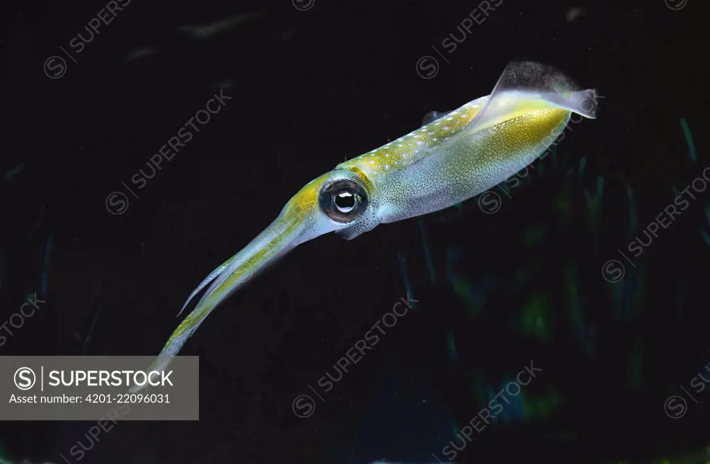 Bigfin Reef Squid (Sepioteuthis lessoniana), Izu Islands, Japan