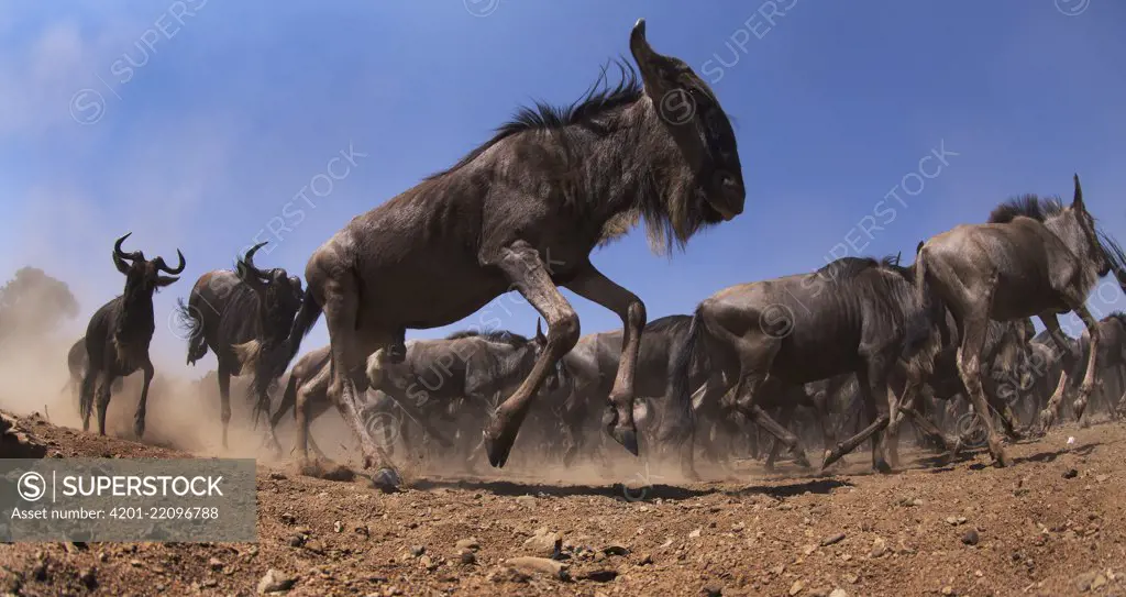 Blue Wildebeest (Connochaetes taurinus) herd running, Masai Mara, Kenya