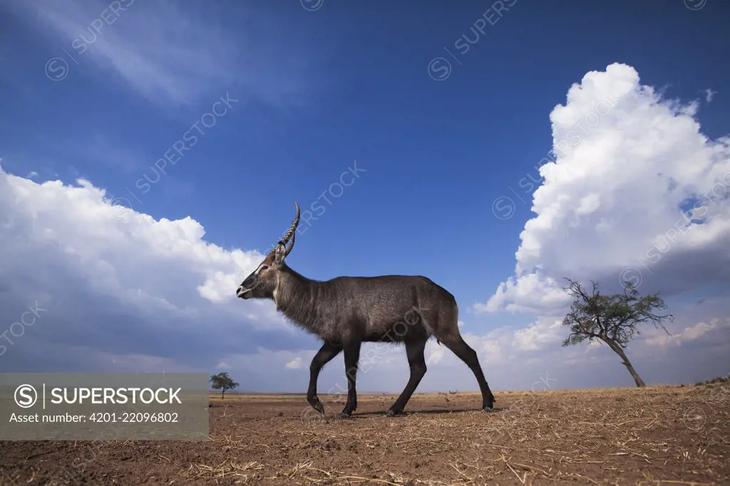 Defassa Waterbuck (Kobus ellipsiprymnus defassa) male in savanna, Masai Mara, Kenya