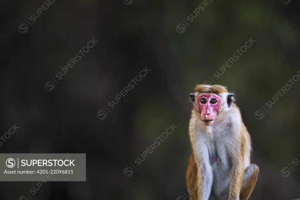 Toque Macaque (Macaca sinica) female, Polonnaruwa, Sri Lanka