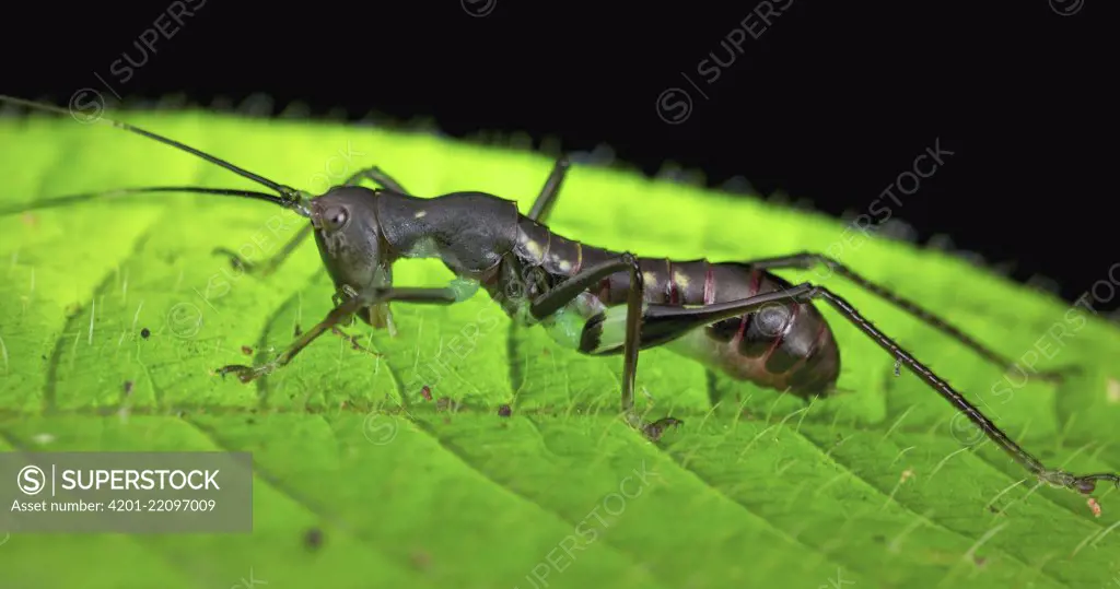 Katydid (Tettigoniidae), ant mimic, Danum Valley Conservation Area, Sabah, Borneo, Malaysia