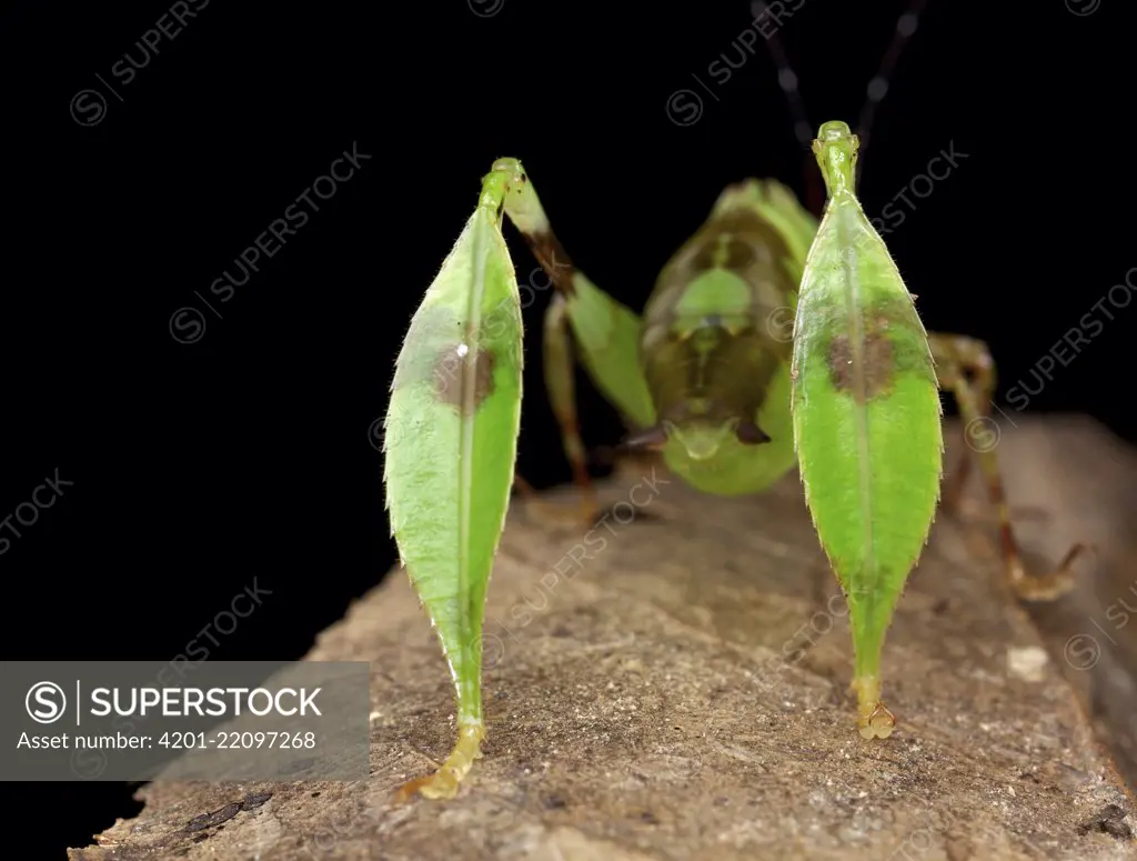 Katydid (Eulophophyllum sp), newly described species, juvenile rear legs that mimic leaves, Danum Valley Conservation Area, Sabah, Borneo, Malaysia