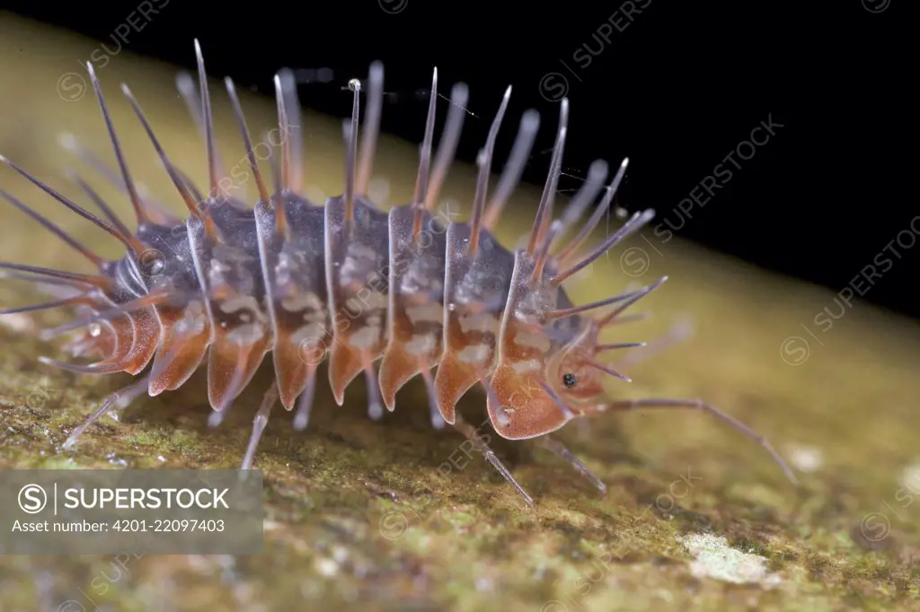 Woodlouse (Calmanesia sp), Andasibe-Mantadia National Park, Antananarivo, Madagascar