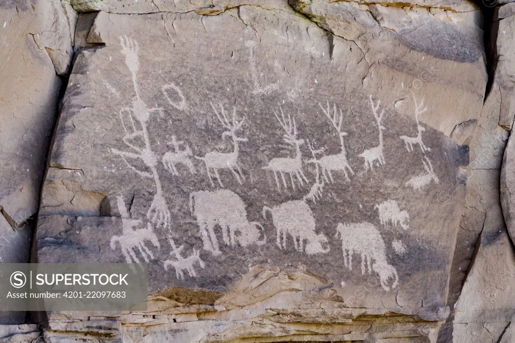 Elk and bison petroglyphs made by Ancestral Puebloans, Cedar Mesa, Bears Ears National Monument, Utah