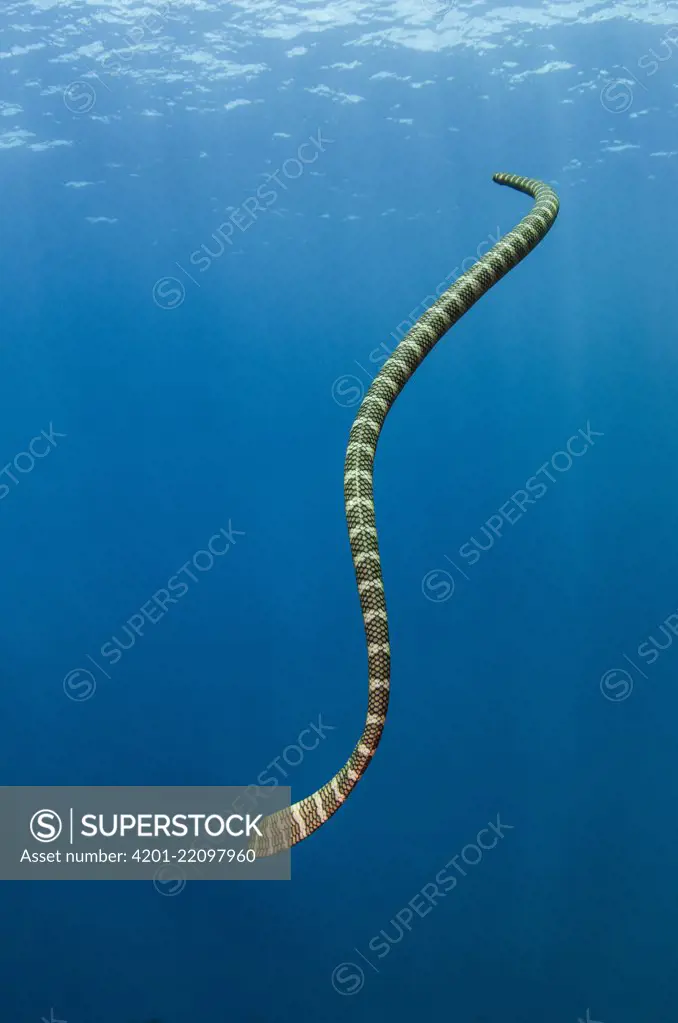 Broad-banded Blue Sea Krait (Laticauda semifasciata), Gili Air, Banda Sea, Indonesia