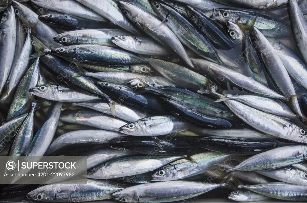 Caught fish in fish market, Banda Islands, Banda Sea, Indonesia