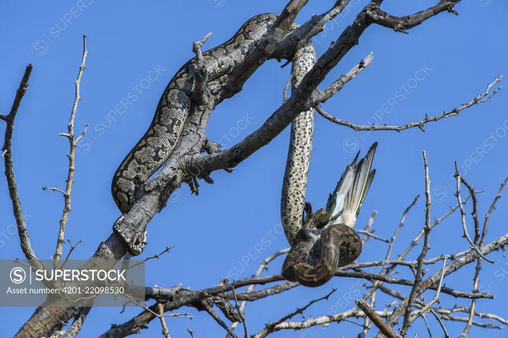 African Rock Python (Python sebae) feeding on Bee-eater (Merops sp), Marakele National Park, Limpopo, South Africa