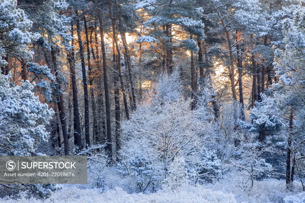 Frost-covered trees at sunrise, Netherlands