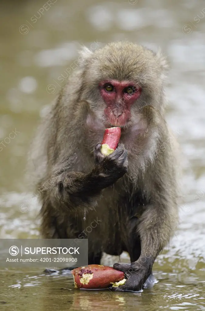 Japanese Macaque (Macaca fuscata) feeding on Sweet Potato (Ipomoea batatas) after washing it, Miyazaki, Japan