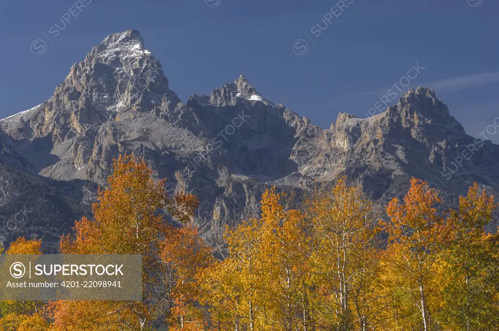 Quaking Aspen (Populus tremuloides) trees in fall, Grand Teton Range, Grand Teton National Park, Wyoming