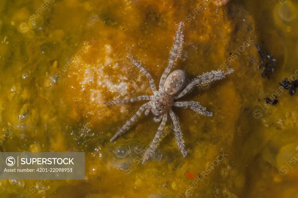 Wolf Spider (Lycosidae) on bacterial mat in hot spring, Yellowstone National Park, Wyoming